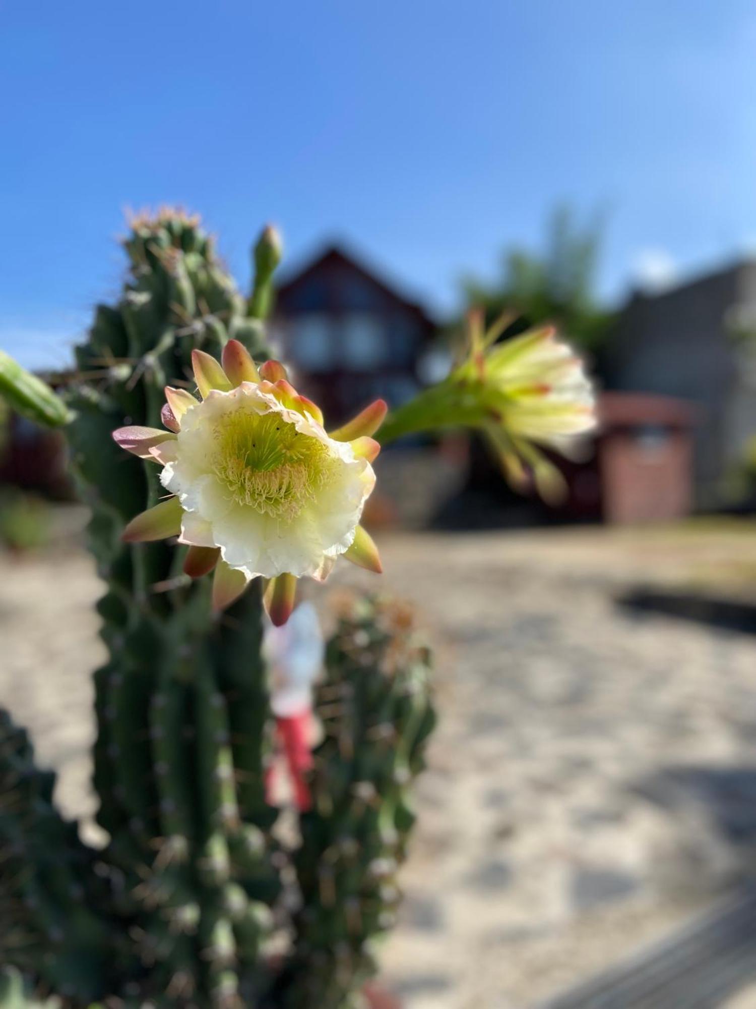 Villarreal Lodge Hotel Ecologico Тотолапан Экстерьер фото